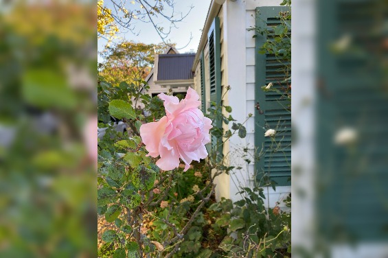Beautiful garden scenery at Woodside Bed and Breakfast